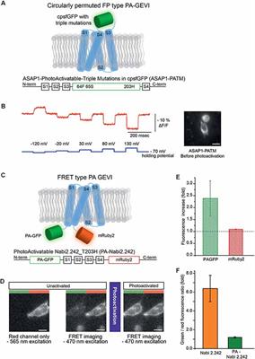 Engineering Photoactivatability in Genetically Encoded Voltage and pH Indicators